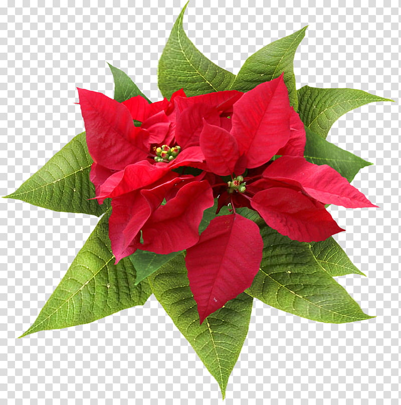 Pointsettia, red poinsettia flower transparent background PNG clipart
