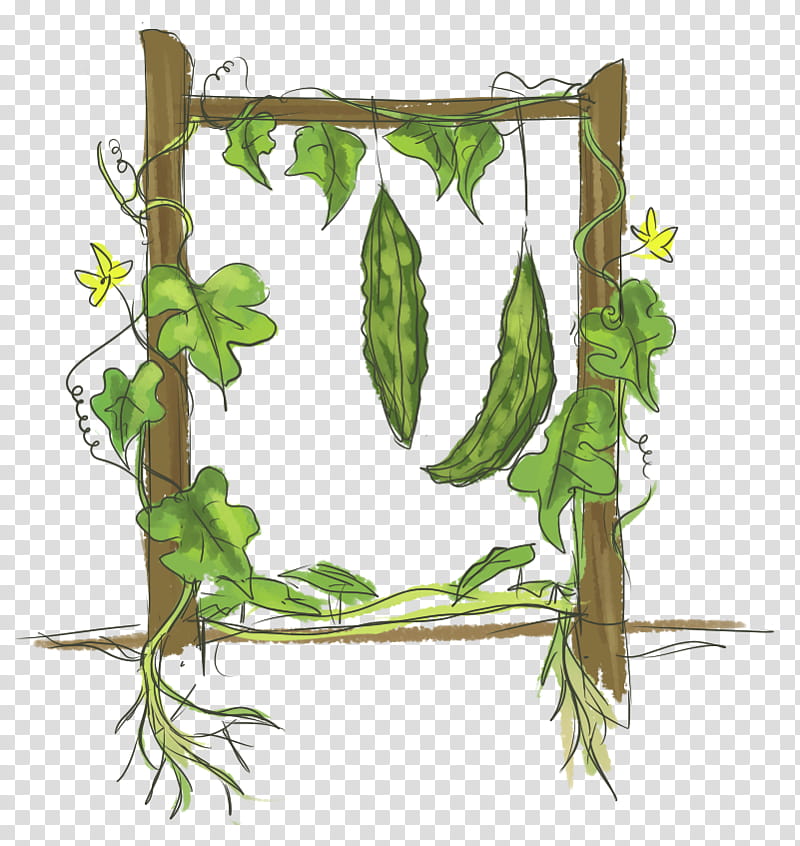 Ivy, Bitter Melon, Cucurbits, Vegetable, Flower, Plants, Vine, Plant Stem transparent background PNG clipart