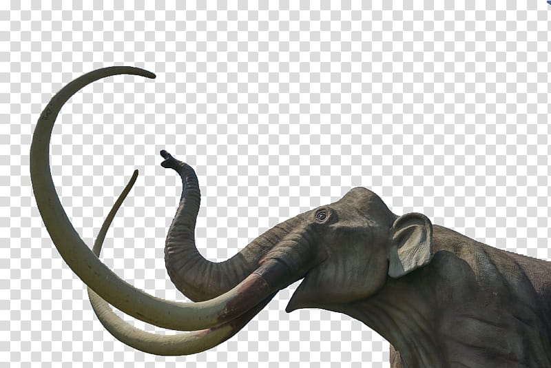 Mammoth, gray elephant transparent background PNG clipart