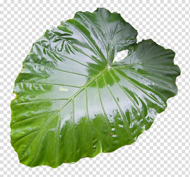 Green Leaf, Plants, Heart Of Jesus, Taro, Spring Greens, Web Design, User Interface, Flower transparent background PNG clipart