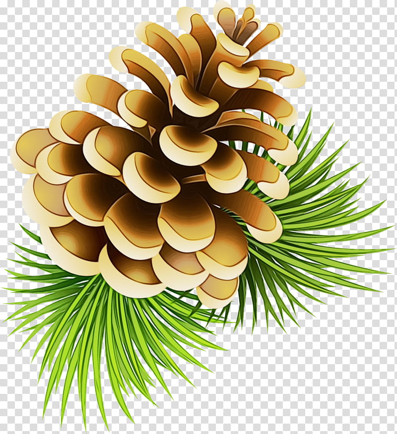 Conifer cone Pine Conifers Spruce, Watercolor, Paint, Wet Ink, Fir, Drawing, Red Pine, Pine Family transparent background PNG clipart