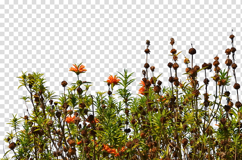 Wild Flower Ground Cover   transparent background PNG clipart