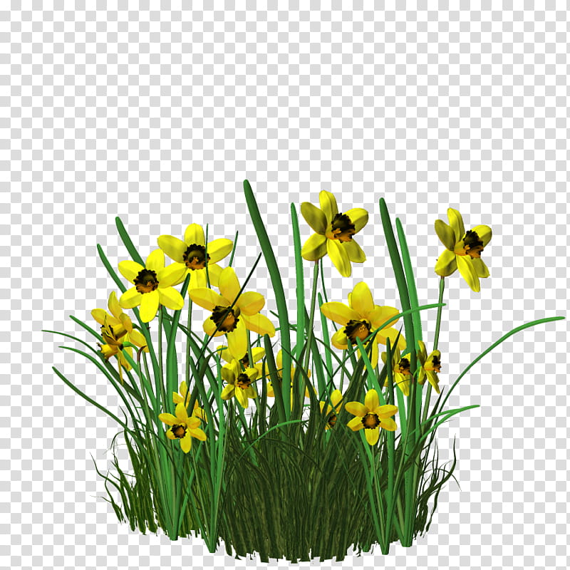 plant , green and yellow flower arrangement transparent background PNG clipart