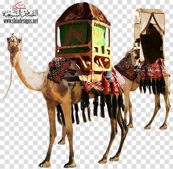 Train, Dromedary, Bactrian Camel, Xerocole, Desert, Camel Train, Drawing, Camel Like Mammal transparent background PNG clipart