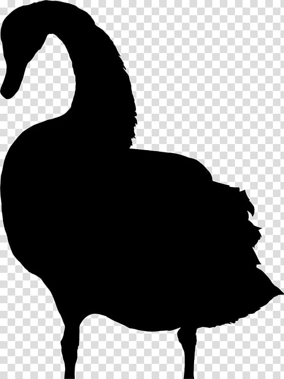 Bird Silhouette, Drawing, Black Swan, Swans, Beak, Water Bird, Ducks Geese And Swans, Goose transparent background PNG clipart