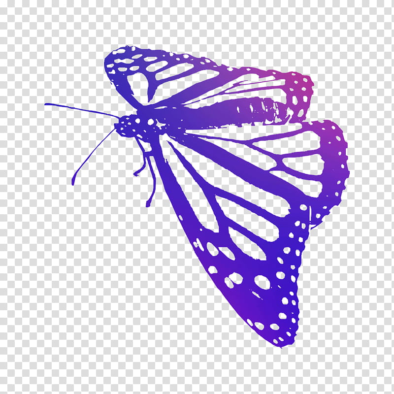 Tiger, Monarch Butterfly, Brushfooted Butterflies, Moth, Line, Purple, Hand, Tiger Milkweed Butterflies transparent background PNG clipart