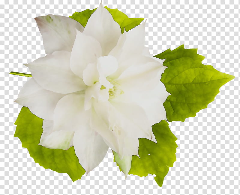 Flower White, Mallows, Annual Plant, Herbaceous Plant, Plants, Petal, Leaf, Mock Orange transparent background PNG clipart