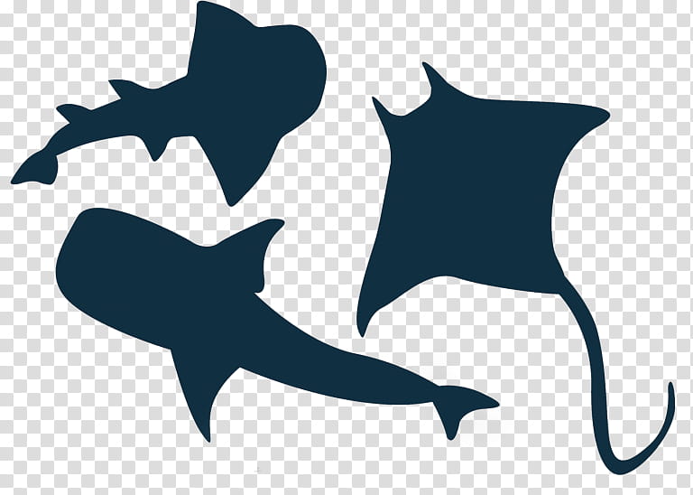 Great White Shark, Silhouette, Baby Shark, Fish, Fin, Cartilaginous Fish transparent background PNG clipart