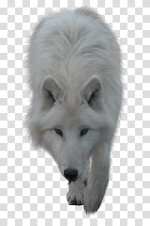 Balto Ii Wolf Quest Transparent Background Png Cliparts Free Download Hiclipart - artic wolf roblox