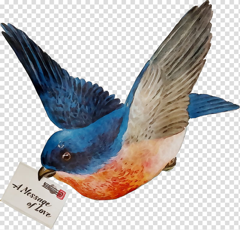 Swallow Bird, Passerine, Beak, Reptile, Animals Birds, Mountain Bluebird, Bluebird Of Happiness, Western Bluebird transparent background PNG clipart