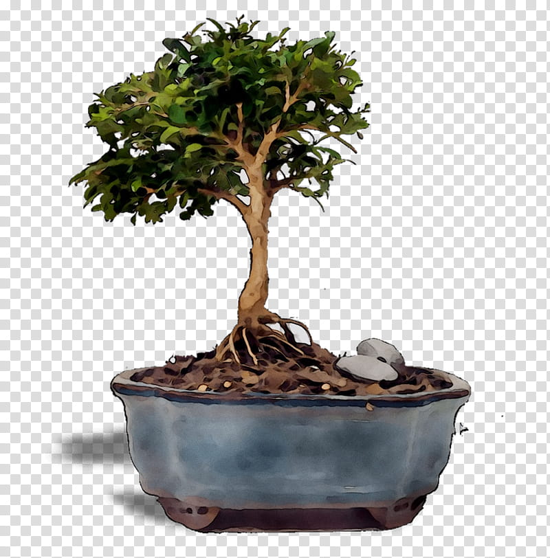 Tree, Chinese Sweet Plum, Flowerpot, Plant, Houseplant, Bonsai, Sageretia Theezans, Woody Plant transparent background PNG clipart