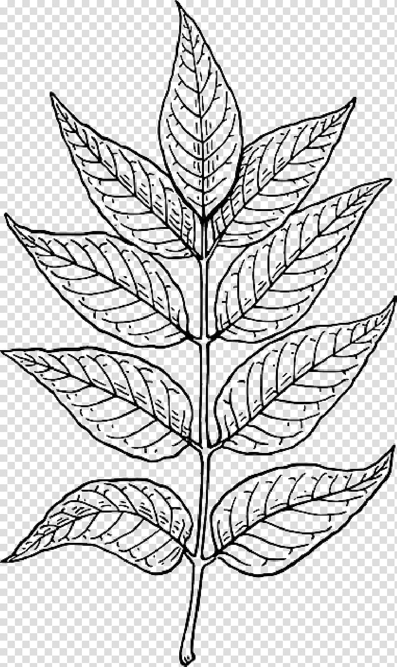 Family Tree Drawing, Leaf, Line Art, Plants, Coloring Book, Blackandwhite, Flower, Hemp Family transparent background PNG clipart