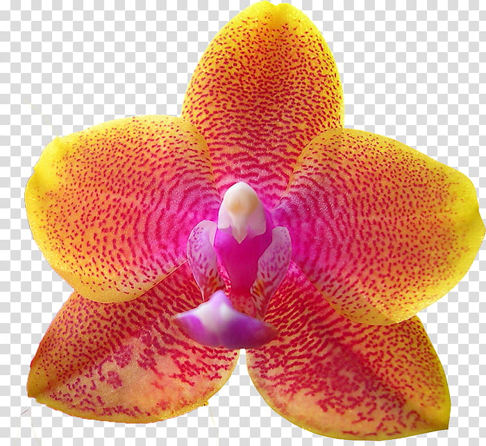 Flowers, Orchids, Moth Orchids, Sunscreen, Singapore Orchid, Cattleya Orchids, Cut Flowers, Petal transparent background PNG clipart