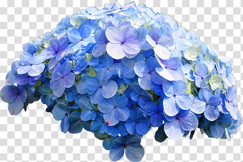 PRISMATIC NATURE The Shit Legit, purple and blue petaled flowers transparent background PNG clipart
