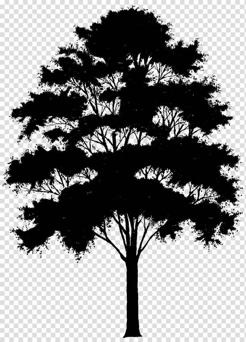 Pine Tree Silhouette, Archdaily, Architecture, Brazil, Porongo, Facade, 2018, Bolivia transparent background PNG clipart