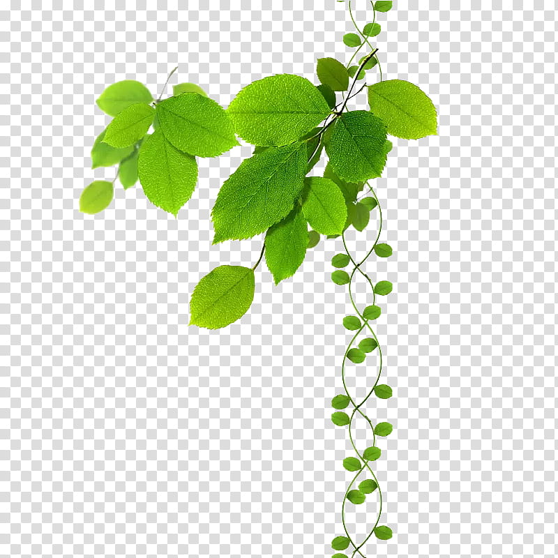 Green Grass, Branch, Leaf, Tree, Twig, Vine, Grape Leaves, Bay Laurel transparent background PNG clipart