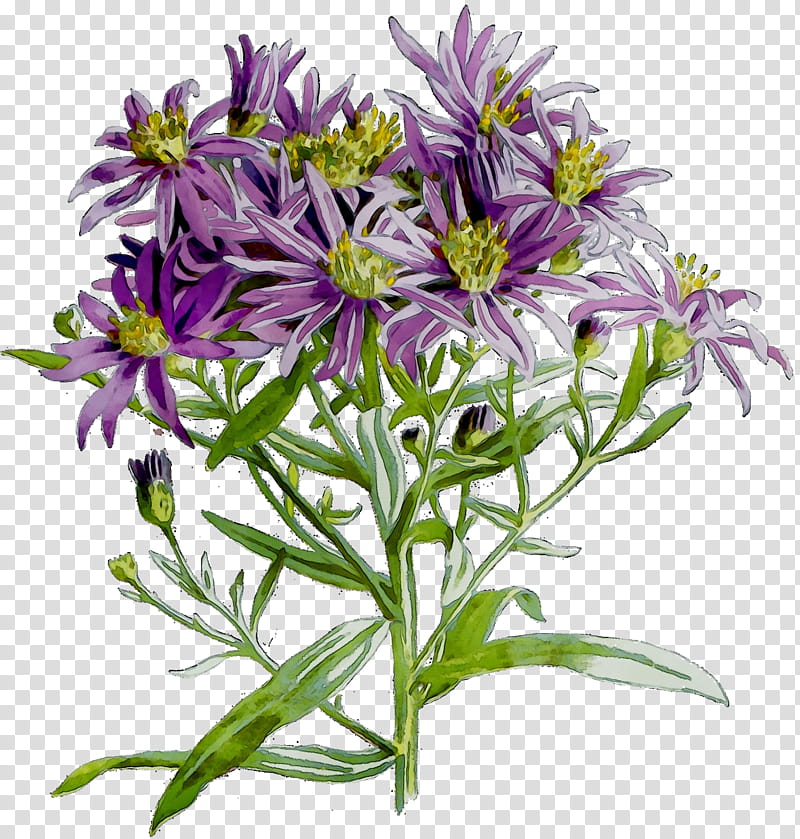 Flowers, Purple, Cut Flowers, Annual Plant, Plants, European Michaelmas Daisy, Aster, Sea Aster transparent background PNG clipart