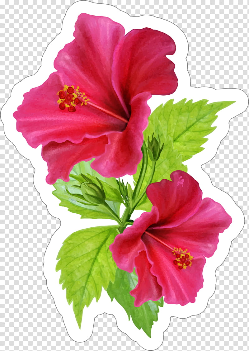 Pink Flower, Sticker, Decal, Rosemallows, Floral Design, Wall Decal, Hibiscus, Chinese Hibiscus transparent background PNG clipart