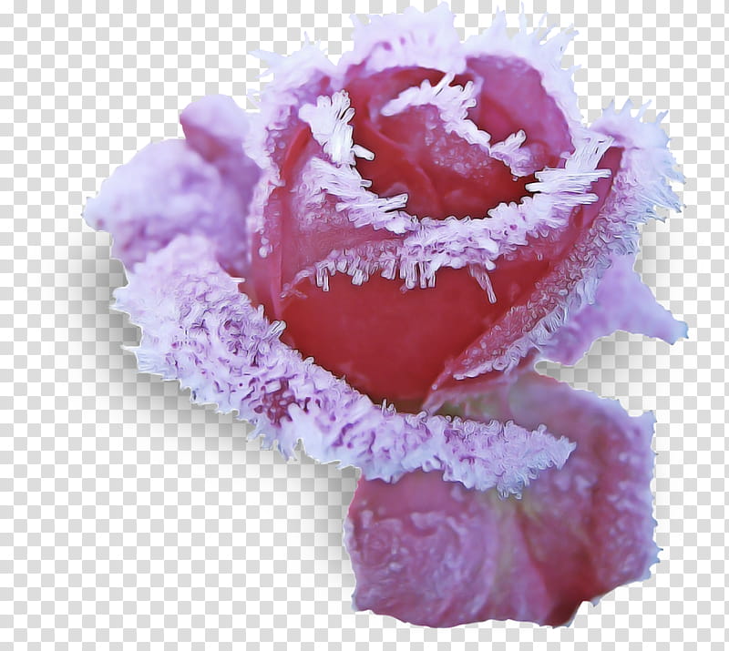 Rose, Pink, Purple, Violet, Flower, Petal, Plant, Cut Flowers transparent background PNG clipart