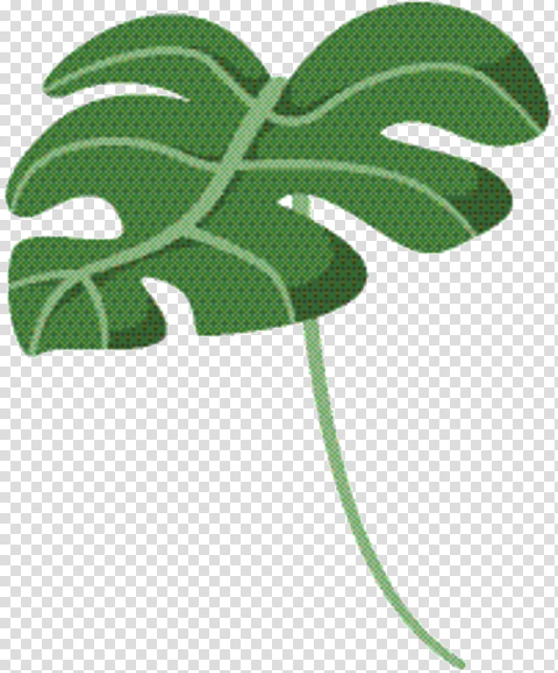 Green Leaf, Plant Stem, Flowering Plant, Symbol, Tree, Plants, Botany, Monstera Deliciosa transparent background PNG clipart