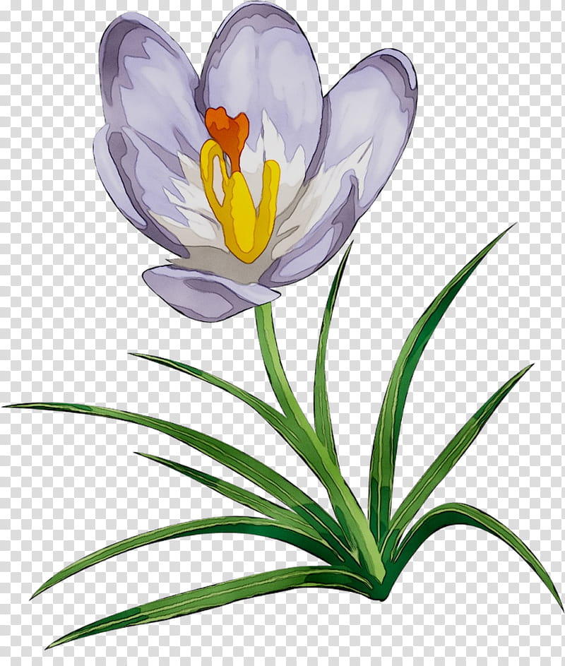 Lily Flower, Crocus, Herbaceous Plant, Plant Stem, Plants, Petal, Cretan Crocus, Tommie Crocus transparent background PNG clipart