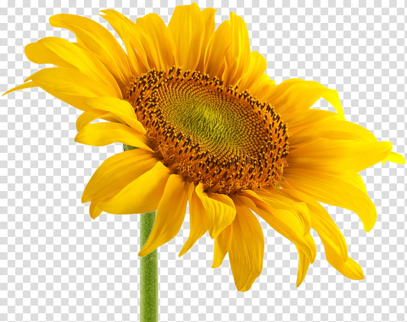 Honey, Flower, Honey Bee, Sunflower, Yellow, Petal, Plant, Sunflower Seed transparent background PNG clipart