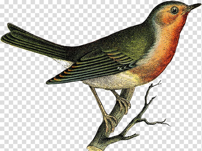 bird beak robin songbird perching bird, Finch, European Robin, Old World Flycatcher, Nightingale transparent background PNG clipart