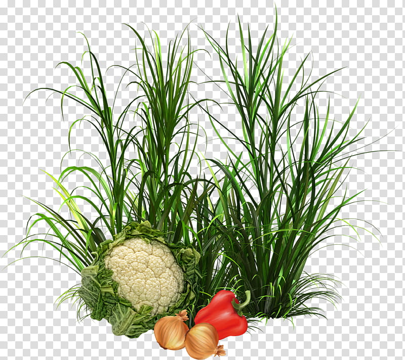 Drawing Of Family, Herb, Vegetable, Food, Fruit, Greens, Cepla Fumigaciones, Plant transparent background PNG clipart