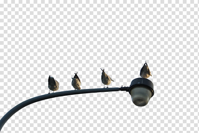 Birds on a Street Light, four birds perching on light transparent background PNG clipart