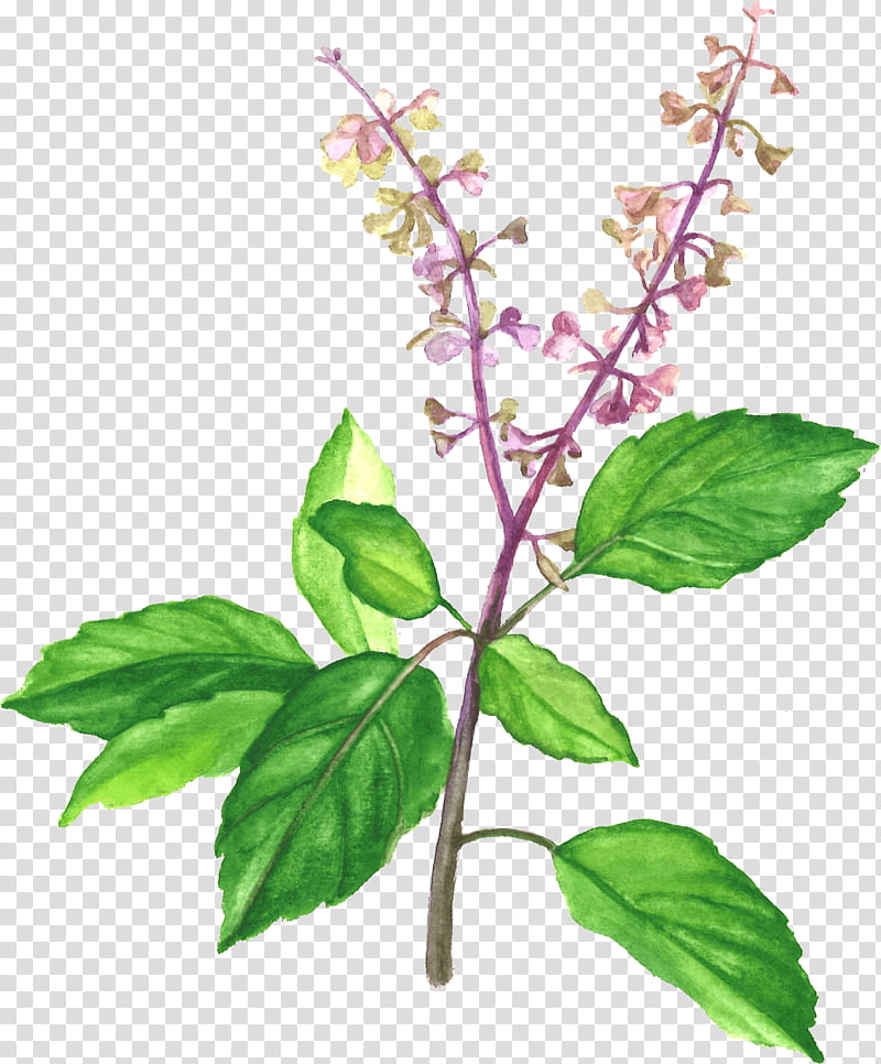 Lemon Tree, Holy Basil, Herb, Medicinal Plants, Vegetarian Cuisine, Essential Oil, Herbaceous Plant, Ginger transparent background PNG clipart