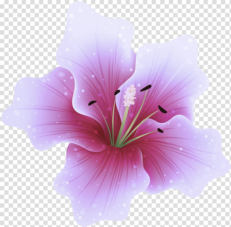 petal flower pink hibiscus plant, Herbaceous Plant, Mallow Family, Geraniaceae transparent background PNG clipart