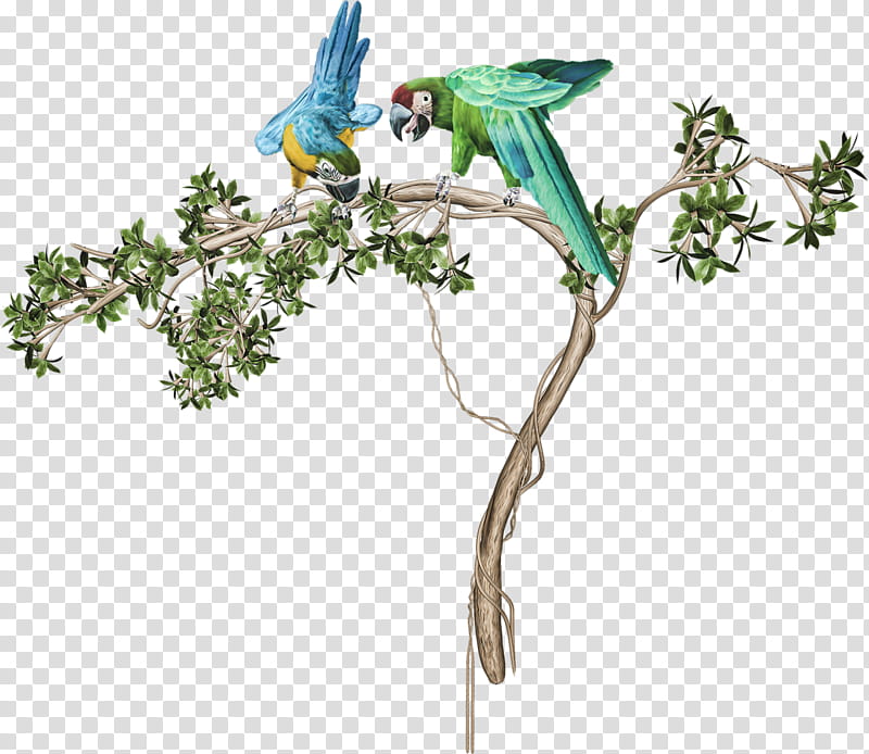 Flowers, Parakeet, Tree, Bird, Macaw, Frames, Twig, Feather transparent background PNG clipart