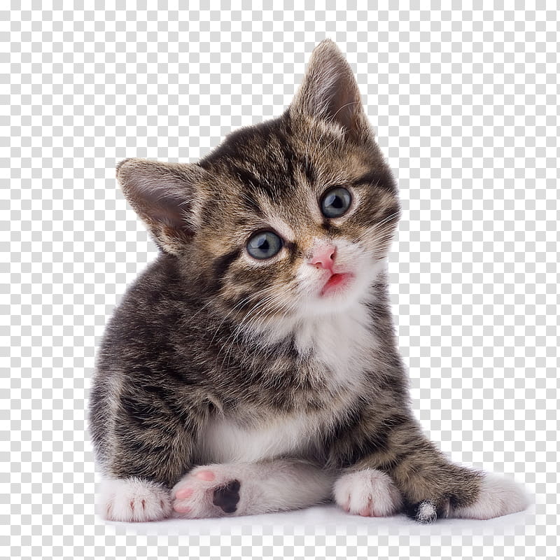 High Quality  Cats , brown tab transparent background PNG clipart