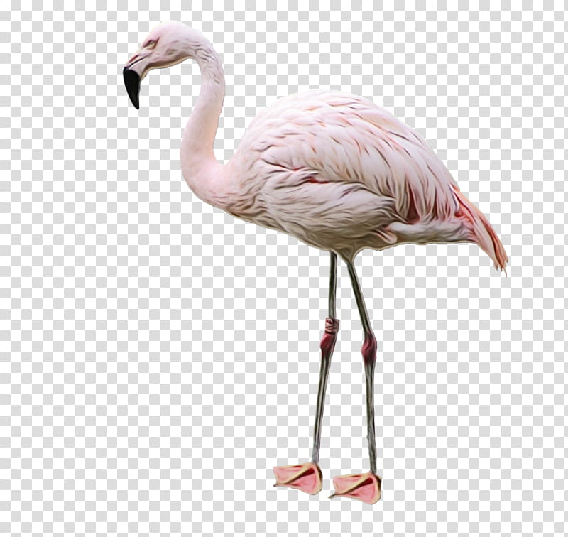 Pink Flamingo, Bird, Drawing, Greater Flamingo, Water Bird, Beak, Neck, Feather transparent background PNG clipart