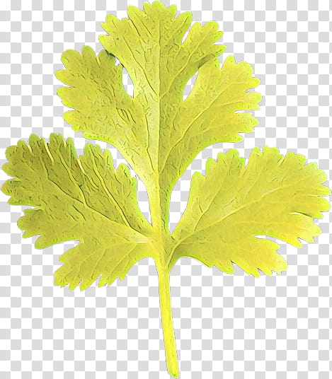 Banana Leaf, Tamil Cuisine, Greens, Avial, Swiss Cuisine, Middle Eastern Cuisine, Parsley, Indian Cuisine transparent background PNG clipart