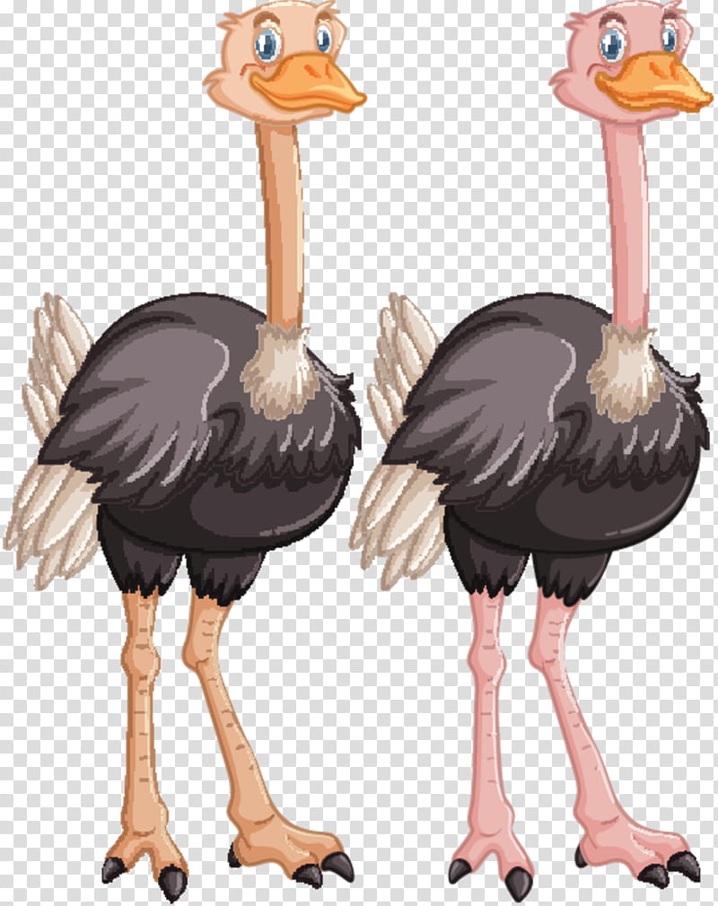 ostrich eyeball clipart