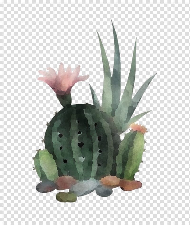Cactus, Houseplant, Terrestrial Plant, Flowerpot, Leaf, Agave, Aloe, Succulent Plant transparent background PNG clipart
