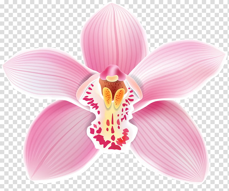 Pink Flower, Cattleya Loddigesii, Epidendrum, Laelia, Christmas Orchid, Drawing, Tiger Orchid, Orchids transparent background PNG clipart