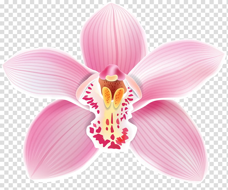 Pink Flower, Cattleya Loddigesii, Epidendrum, Laelia, Christmas Orchid ...