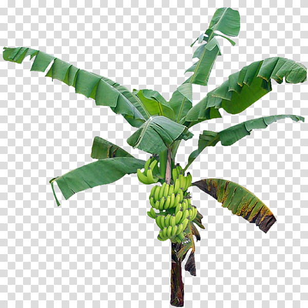 Banana Leaf, Hardy Banana, Banana Peel, Cavendish Banana, Tree, Coconut, Plant, Flower transparent background PNG clipart