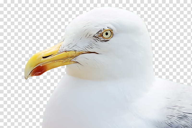 bird beak gull western gull european herring gull, Watercolor, Paint, Wet Ink, Seabird, Great Blackbacked Gull, Closeup, Ringbilled Gull transparent background PNG clipart