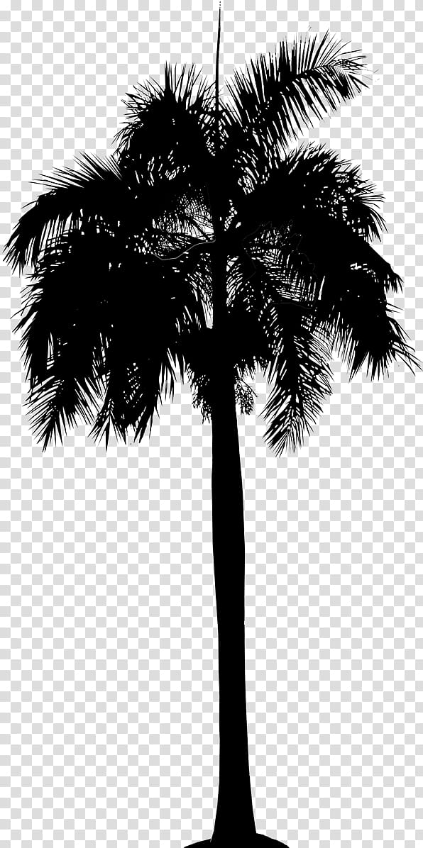 Palm Tree Silhouette, Asian Palmyra Palm, Date Palm, Leaf, Palm Trees, Plant Stem, Plants, Borassus transparent background PNG clipart