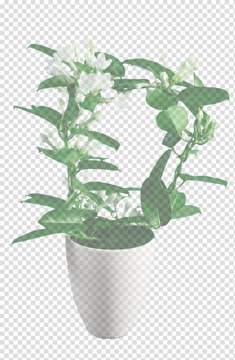 flower flowering plant flowerpot plant houseplant, Vase, Dendrobium, Anthurium, Mock Orange, Plant Stem transparent background PNG clipart