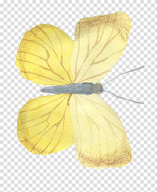 Watercolor Butterfly, Yellow, Borboleta, Moth, Watercolor Painting, Symbol, Moths And Butterflies, Insect transparent background PNG clipart
