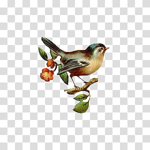 wonderland, brown and green bird perching on tree branch illustration transparent background PNG clipart