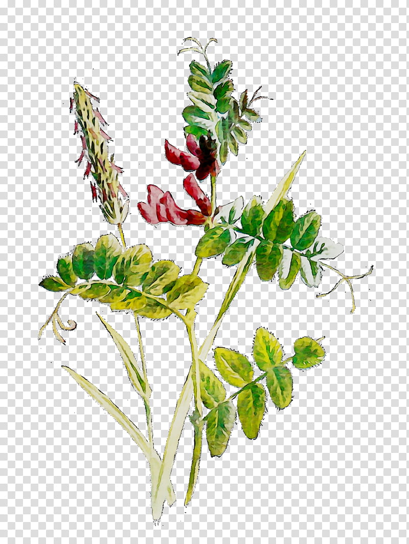 Background Flower, Plant Stem, Leaf, Herb, Branching, Plants, Aquarium Decor, Sweet Peas transparent background PNG clipart