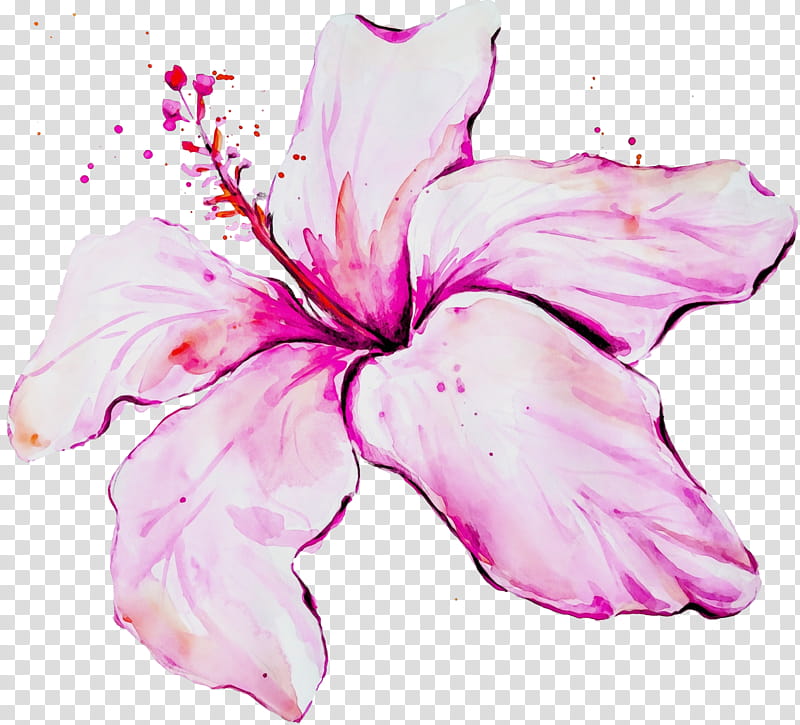 petal pink flower hawaiian hibiscus hibiscus, Watercolor, Paint, Wet Ink, Plant, Flowering Plant, Mallow Family transparent background PNG clipart