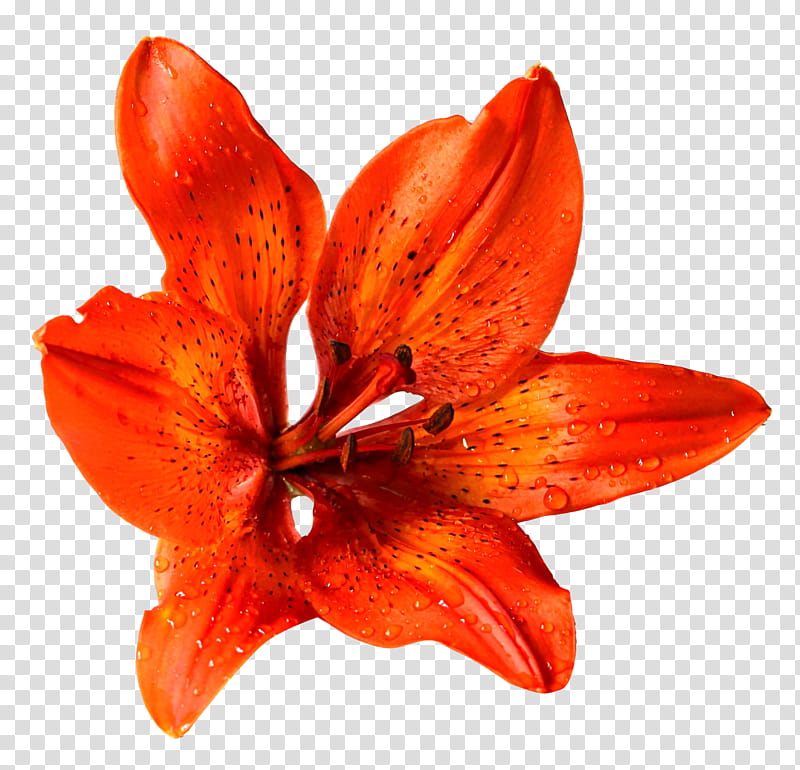 Spring  YEAR ON DA, orange petaled flower transparent background PNG clipart