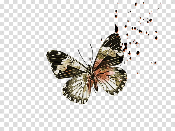 drawn flower s, black and grey butterfly illustration transparent background PNG clipart