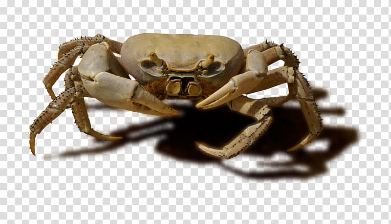 brown crab art transparent background PNG clipart